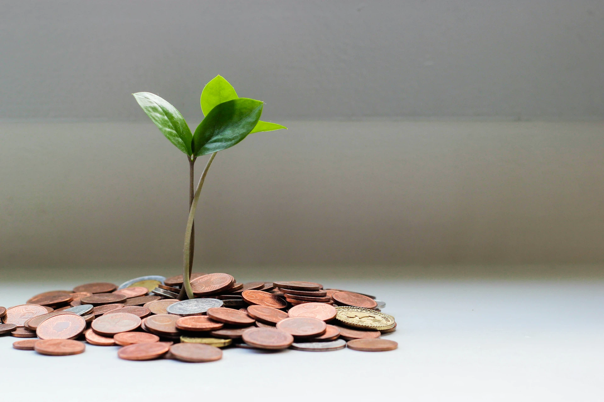 Grow — Web Cube service